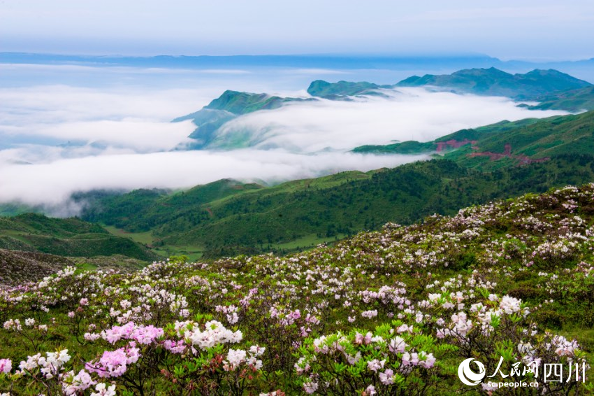 金陽境內有近百種索瑪花（高山杜鵑）品種，每年4至6月，連綿十萬畝的索瑪花海美不勝收。周學斌攝