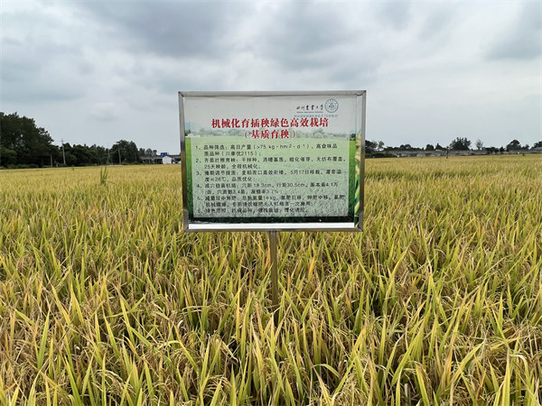 在大邑縣安仁鎮(zhèn)，川康優(yōu)2115長勢良好。大邑融媒體中心供圖