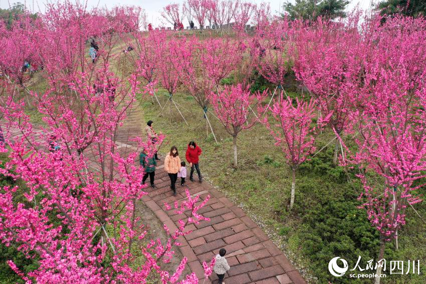 市民踏青賞、休閑游玩。 張啟富攝