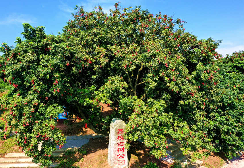 荔枝古樹(shù)公園。合江縣融媒體中心供圖