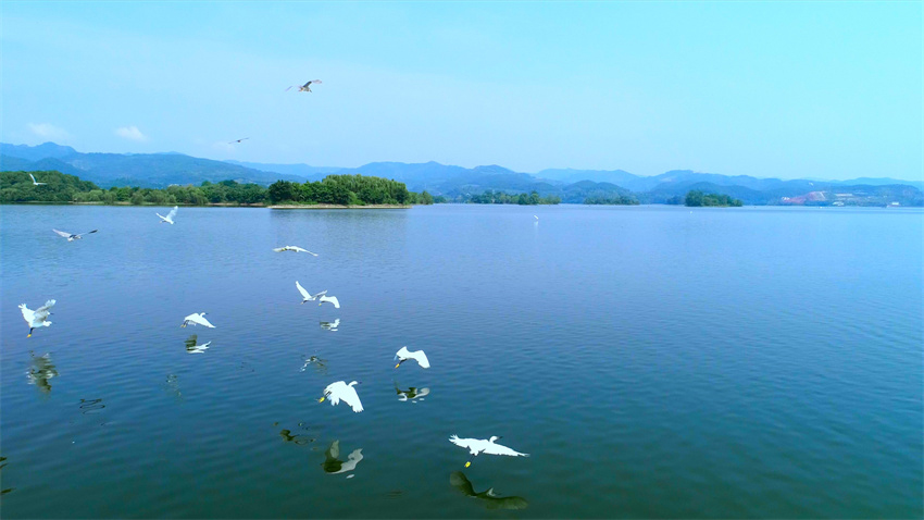 眾鳥翔集多樂趣。東部新區(qū)供圖