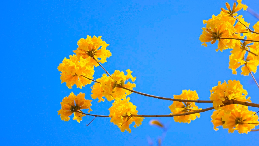 黃花風鈴木。西昌市融媒體中心供圖