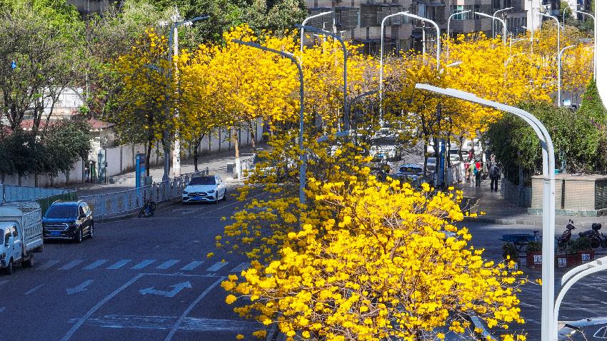 黃花風(fēng)鈴木。西昌市融媒體中心供圖