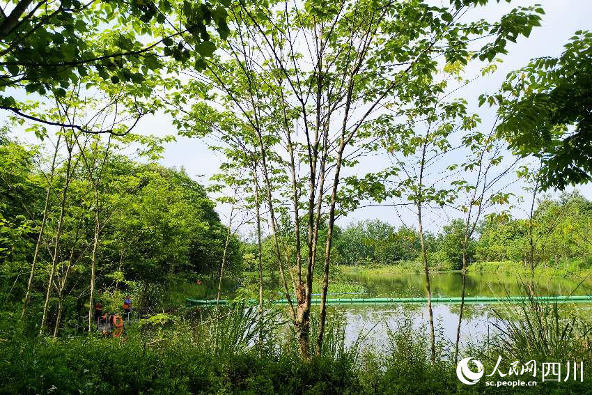 成都市郫都區(qū)安德街道云橋水源濕地護(hù)理區(qū)。人民網(wǎng)記者朱虹攝