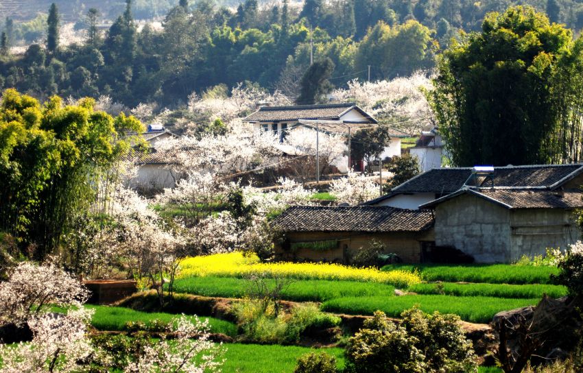 角半村櫻桃花開。張亦新攝