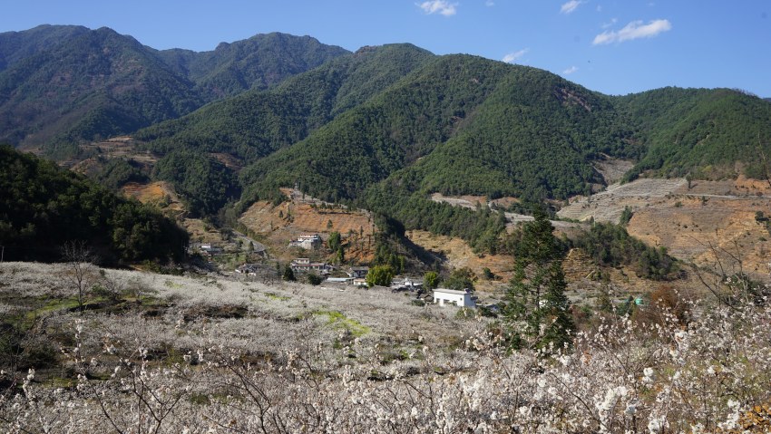 櫻花開滿德昌縣角半村。德昌縣委宣傳部供圖