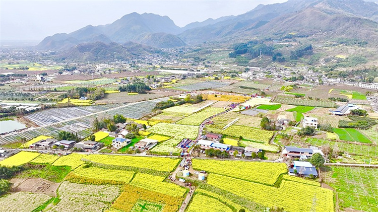 清泉村五顏六色的花海。綿竹市融媒體中心供圖
