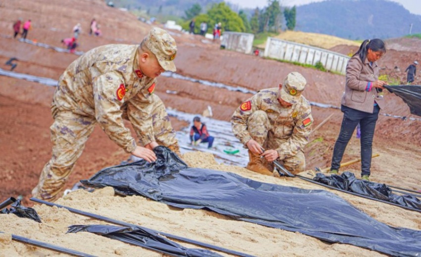 大竹縣民兵幫助村民覆膜保墑。孫永剛攝