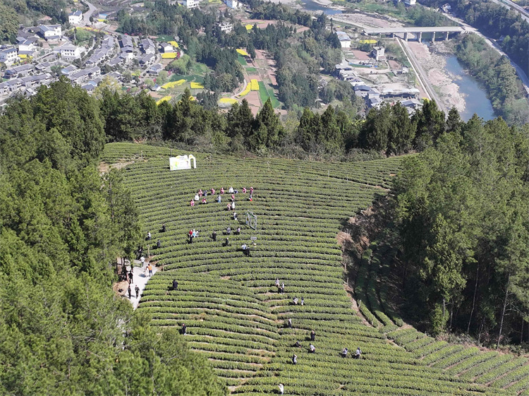 茶農(nóng)在茶園采茶。