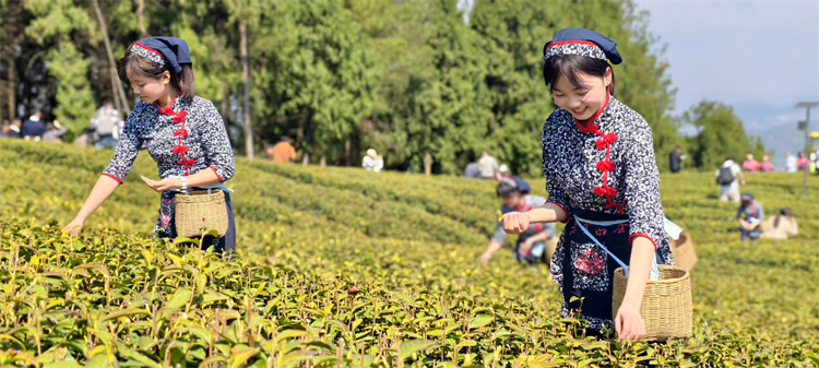 游客體驗采茶。