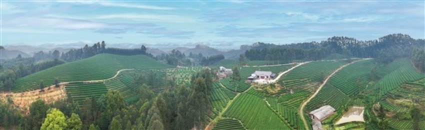 西龍鎮新農村茶園。古良駒攝