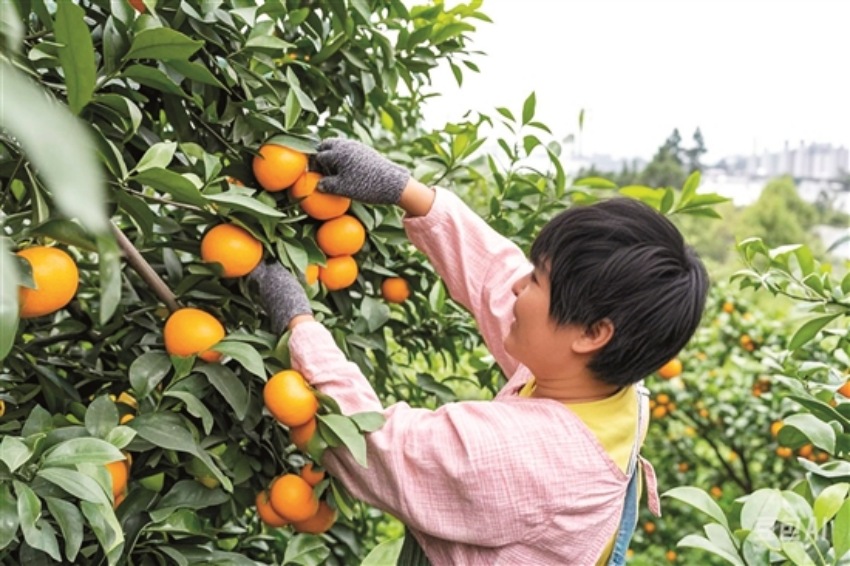 春橘采摘。古良駒攝