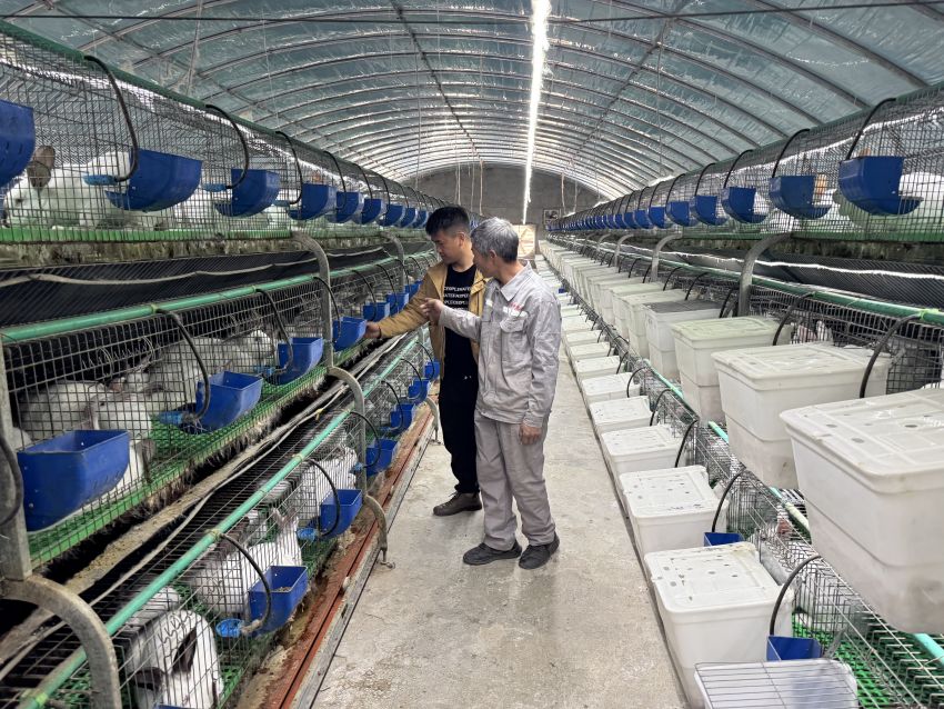 通過自動化養(yǎng)殖的金希兔場。德昌縣委宣傳部供圖