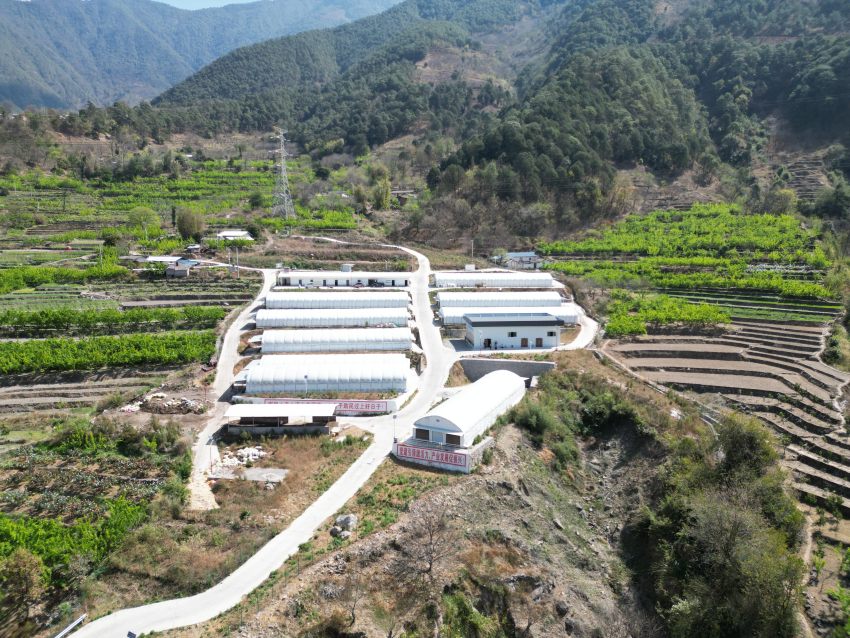 金沙傈僳族鄉(xiāng)金希兔場。德昌縣委宣傳部供圖