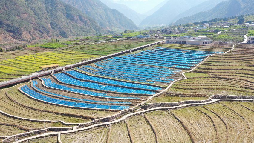 航怕德昌糧經復合現代農業園區超級稻單季畝產1200公斤示范基地。德昌縣委宣傳部供圖