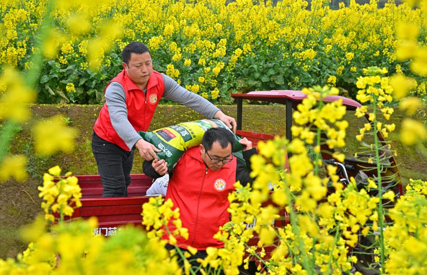 仁壽縣板橋鎮青龍社區黨員志愿者正在為缺勞戶搬運代購的化肥。仁壽縣委宣傳部供圖