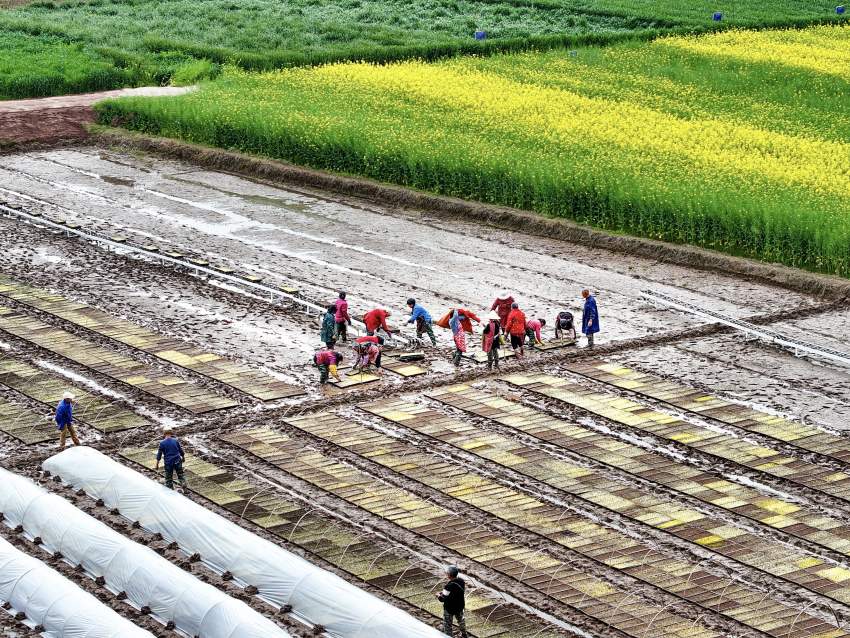 開江縣普安鎮筒車鋪村村民們上下齊心協力，為新一年的農業豐收鉚足干勁。肖詩斌攝