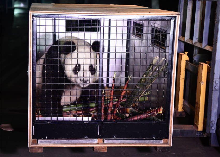 大熊貓“荷風(fēng)”裝運。大熊貓保護(hù)研究中心供圖