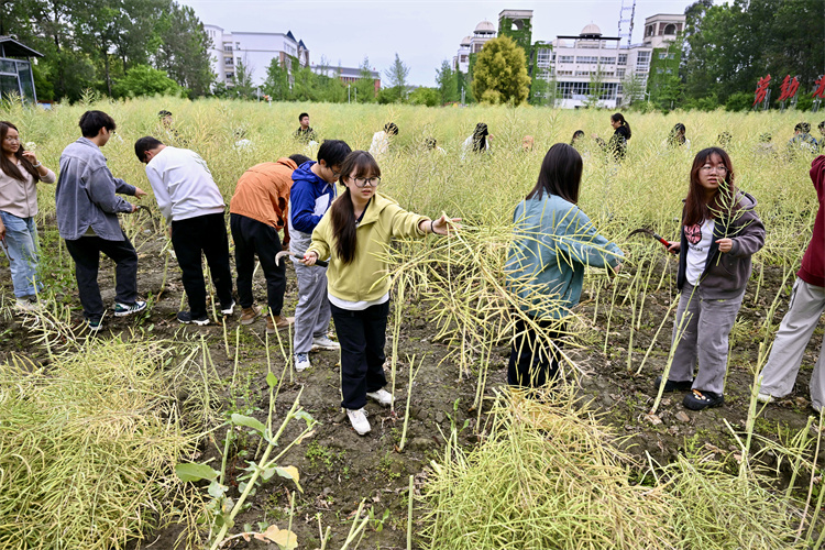 同學們割油菜。張浪供圖