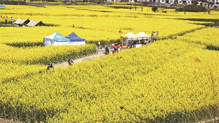 朝天區羊木鎮東山村油菜花田。廣元市融媒體中心供圖