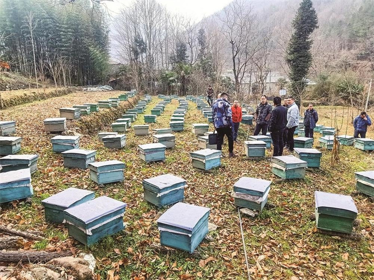 青川縣青溪鎮金橋村集體中蜂養殖基地。廣元市融媒體中心供圖