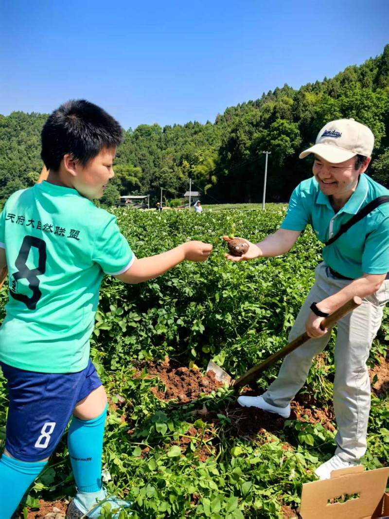 紫色馬鈴薯采挖體驗。主辦方供圖