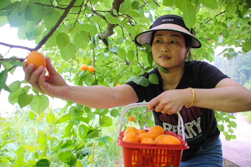 游客正在采摘成熟的紅杏。宣漢縣委宣傳部供圖