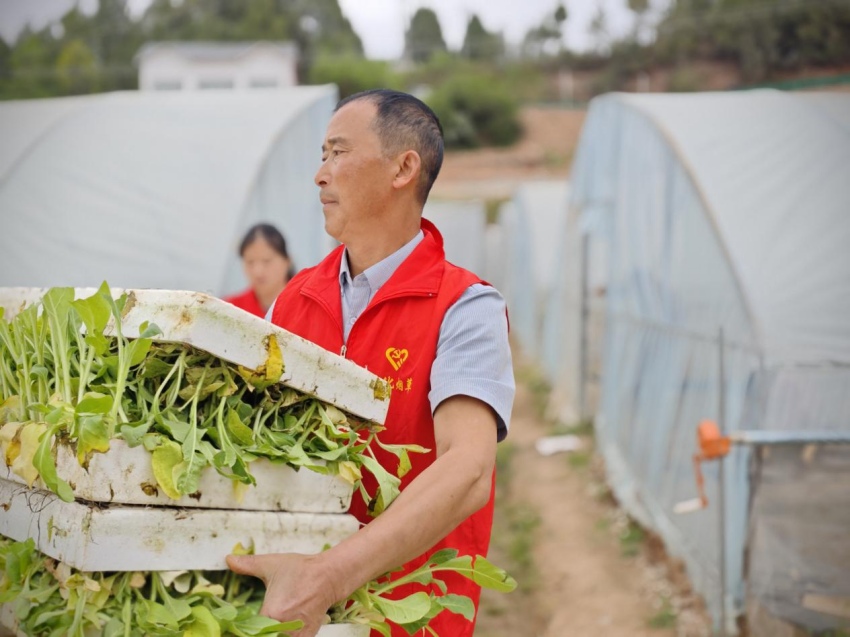 黨員突擊隊(duì)幫助煙農(nóng)搬運(yùn)煙苗。四川廣元市昭化區(qū)煙草專賣局（分公司）供圖