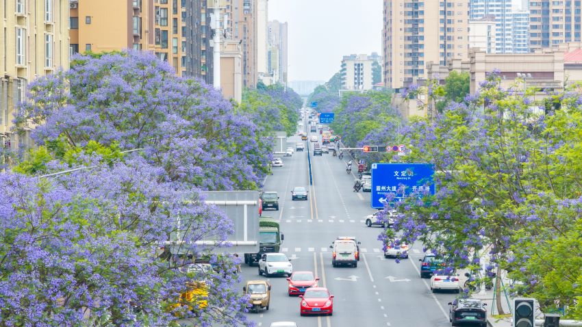 車輛在浪漫的藍花楹下穿梭。黃偉攝