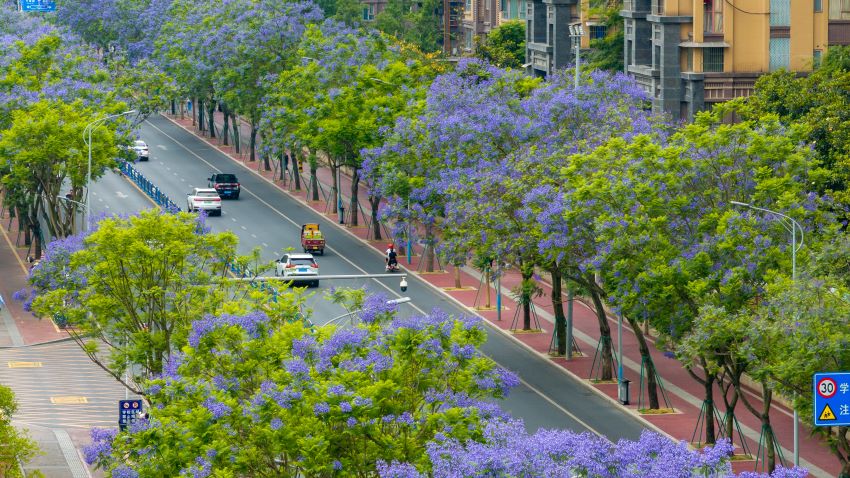 眉山市東坡區阜成路迎來了藍花楹盛花期。黃偉攝