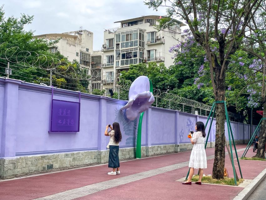 市民游客在藍(lán)花楹樹下拍照。豆玲惠攝