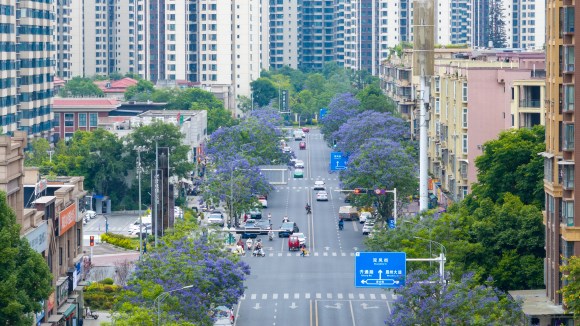 一排盛開的藍花楹給城市帶來浪漫色彩。黃偉攝