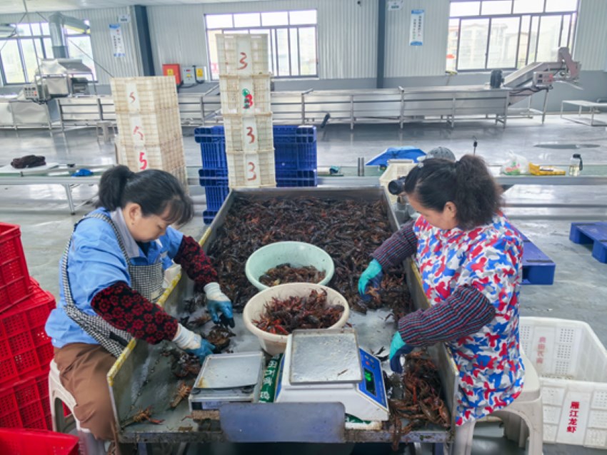 工人在川渝小龍蝦集散中心分揀小龍蝦。楊雪莉攝