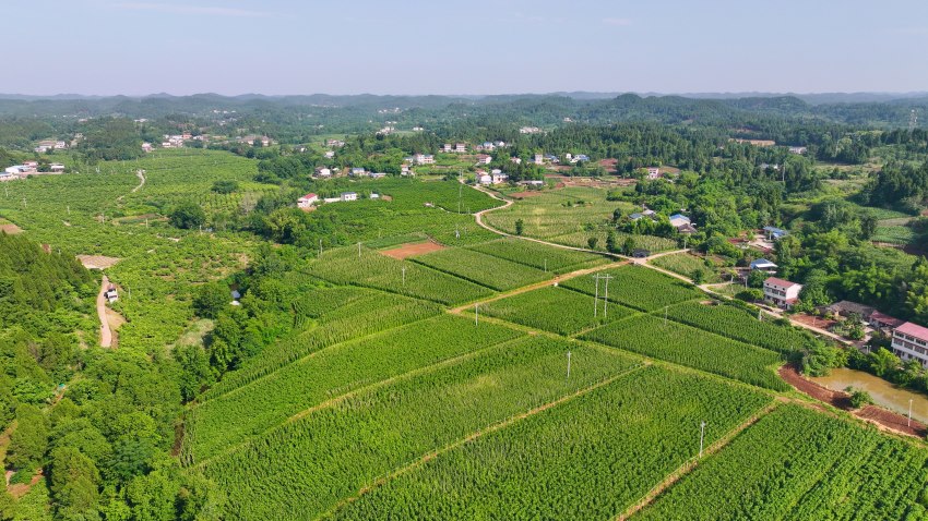 俯瞰無筋豆種植基地。閆凱攝