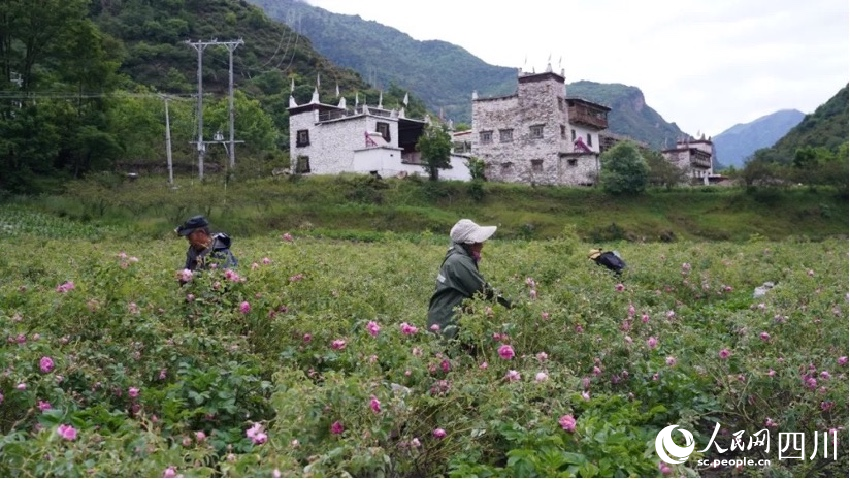 村民們正在采摘大馬士革玫瑰。李春宏攝
