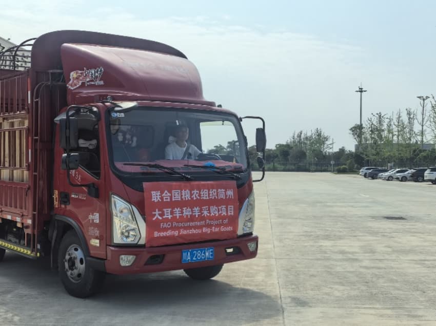 簡州大耳羊種羊運(yùn)輸途中。成都市農(nóng)業(yè)農(nóng)村局供圖