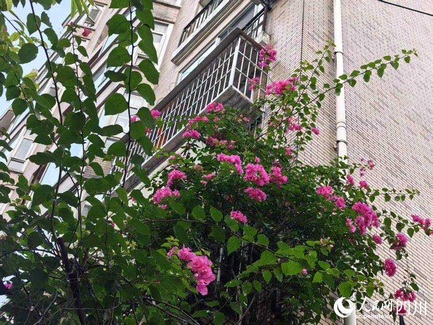 鮮花處處妝點(diǎn)成都。人民網(wǎng)記者 劉海天攝