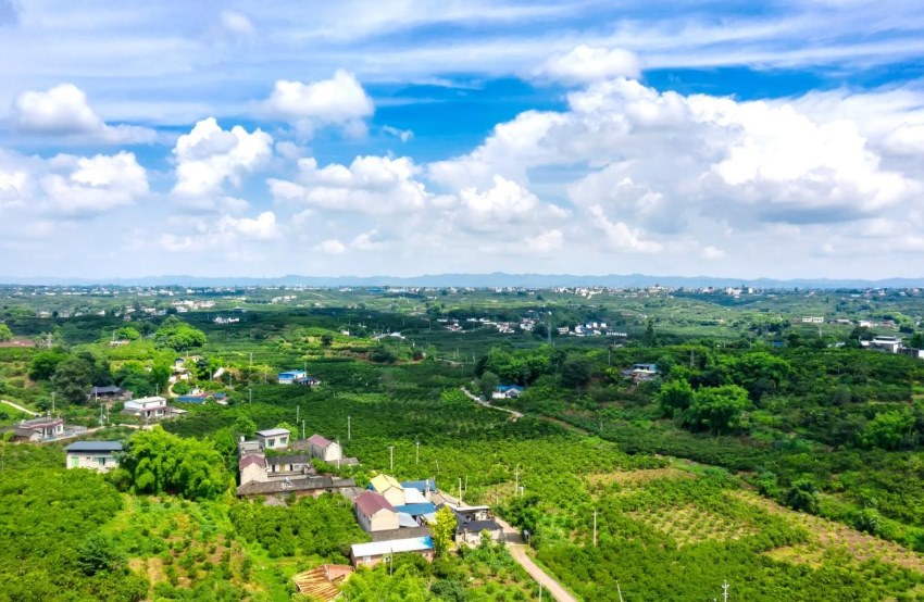 黃豐鎮(zhèn)萬畝柑橘園。黃豐鎮(zhèn)供圖