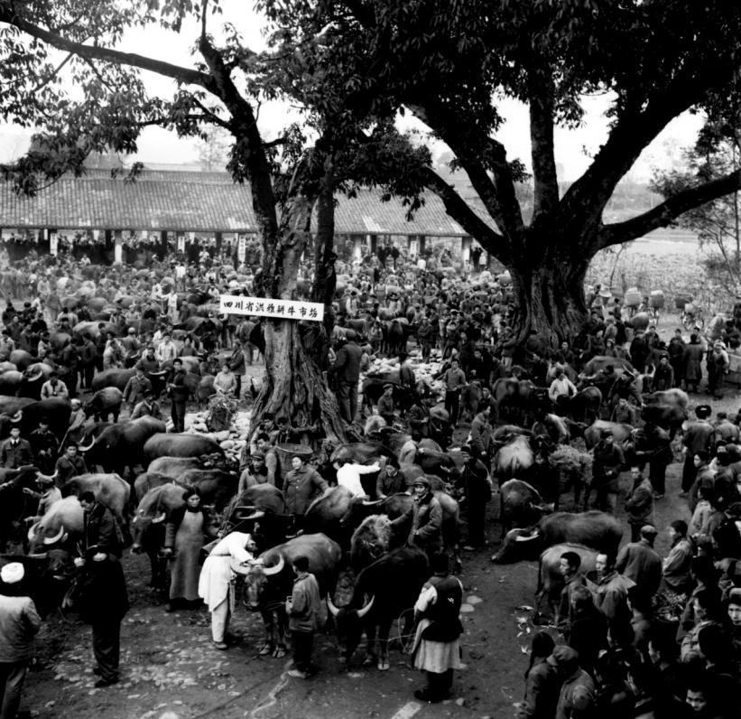 20世紀80年代的洪雅耕牛市場。眉山市黨史和地方志編纂中心供圖