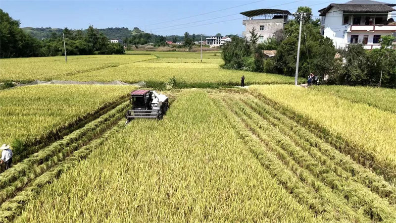 鄰水縣豐禾鎮勝利村水稻正在收割。向富榆攝