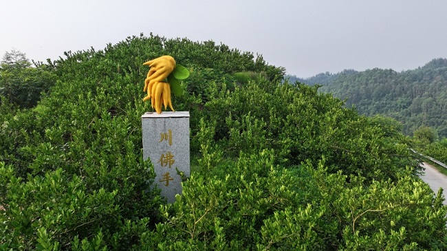 榮縣新橋川佛手產業園。徐振宇供圖