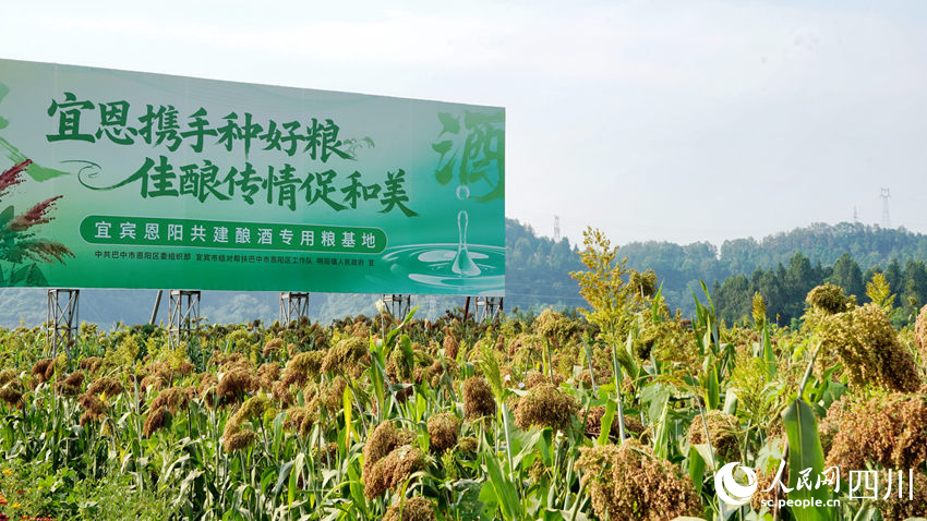 宜賓幫扶工作隊帶領恩陽村民種上了高粱，為宜賓白酒產業提供優質原材料，實現雙贏。人民網記者 王波攝
