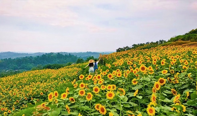 油葵。曾莉供圖
