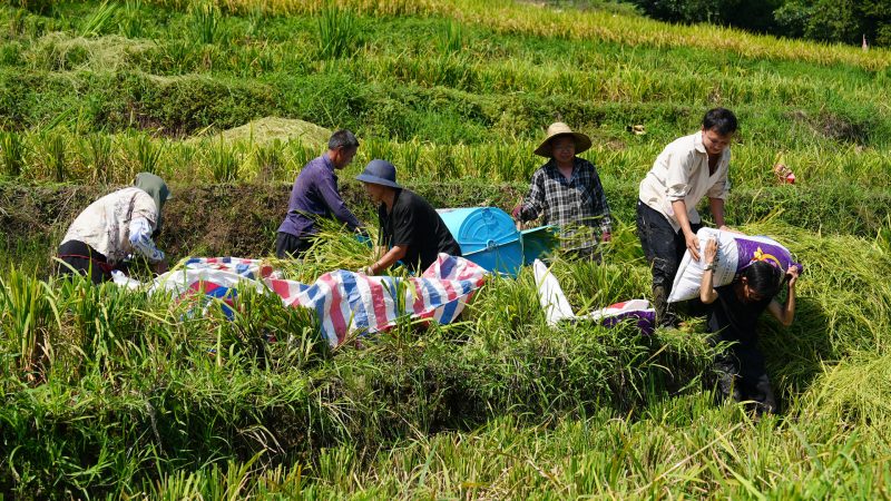 村民們收水稻。筠連縣融媒體中心供圖