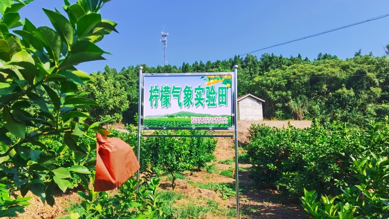 檸檬氣象試驗(yàn)田標(biāo)牌。陳維攝