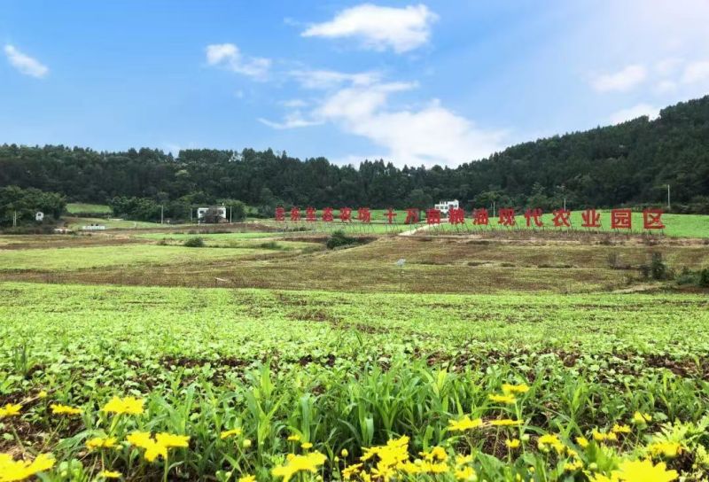 沱東生態農場十萬畝糧油現代農業園區。簡陽融媒體中心供圖