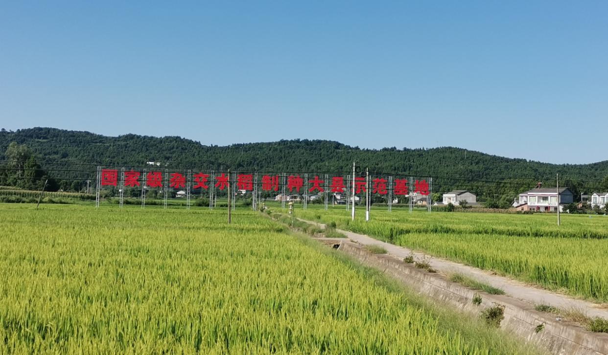 梓潼縣國家級雜交水稻制種大縣示范基地黎雅片區(qū)建設(shè)項目。農(nóng)發(fā)行綿陽市分行供圖.