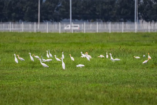 華晨寶馬里達工廠內的水面、草坪，成了國家二級保護動物牛背鷺的棲息地。華晨寶馬供圖